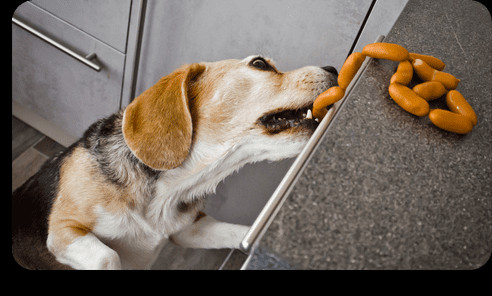 Day school program card for dog training during the day