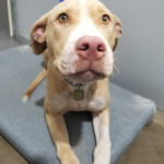 A cute dog named Ticker, available for adoption at Mobile County Animal Shelter, showcasing the reduced adoption fee program.