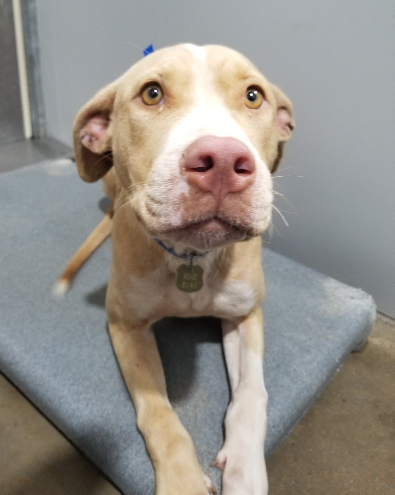 A cute dog named Ticker, available for adoption at Mobile County Animal Shelter, showcasing the reduced adoption fee program.