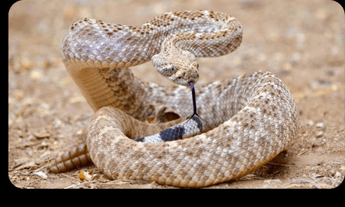 Rattlesnake avoidance program card for dog safety in Arizona