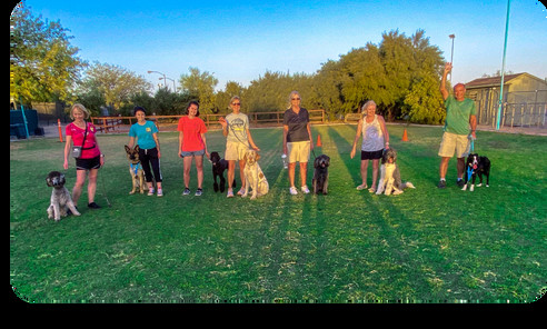 Group classes program card for flexible and comprehensive dog training