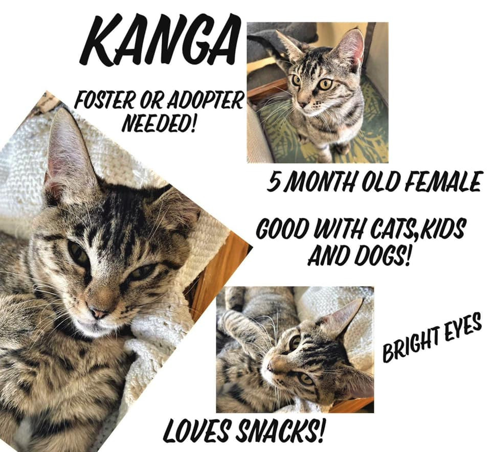 Kanga, a lovely pet at ARF, highlighting the  cat adoption special for prospective pet owners.