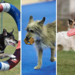 Mixed breed dogs participating in AKC Canine Partners agility, obedience, and UpDog competitions showcasing the diverse activities available.