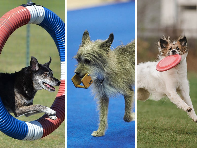 Mixed breed dogs participating in AKC Canine Partners agility, obedience, and UpDog competitions showcasing the diverse activities available.