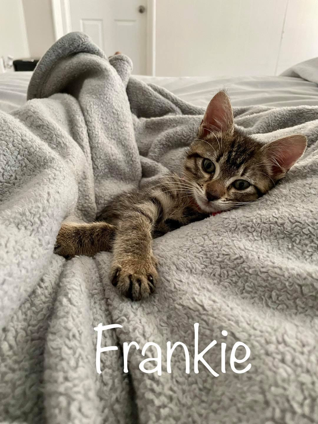 Frankie, a charming cat ready for adoption from the Azalea City Cat Coalition, appealing to feline enthusiasts.