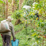 Forest-Based Carbon Removals with ARR