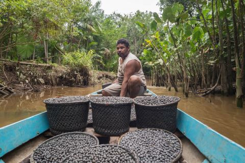 Acai Harvest in Brazil