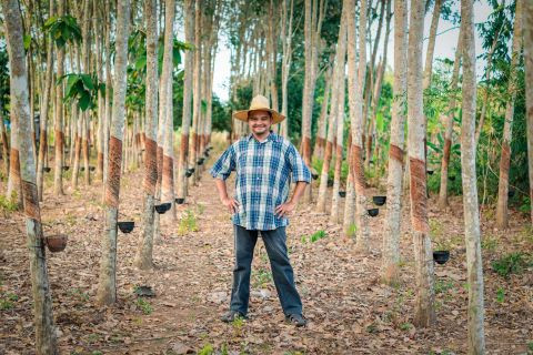 Rubber Tree Plantation in Thailand
