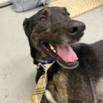Affordable Spay & Neuter Services in Wilmington, DE: Humane Animal Partners