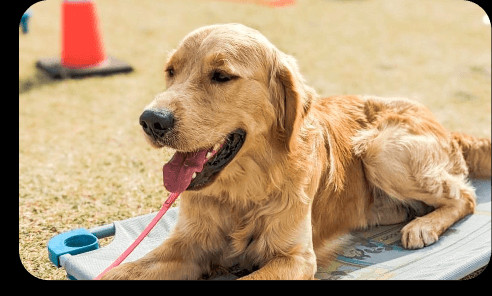 Board and train program card for foundation obedience training