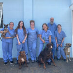 Pet Partners Fall River: Affordable Pet Care Services