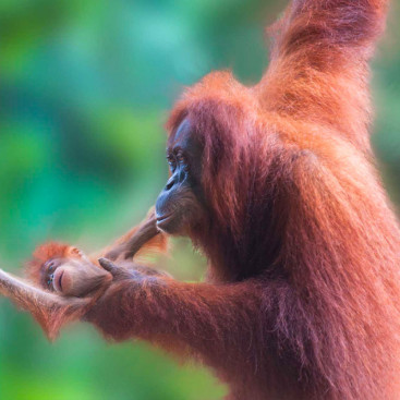 Orangutan in Indonesia