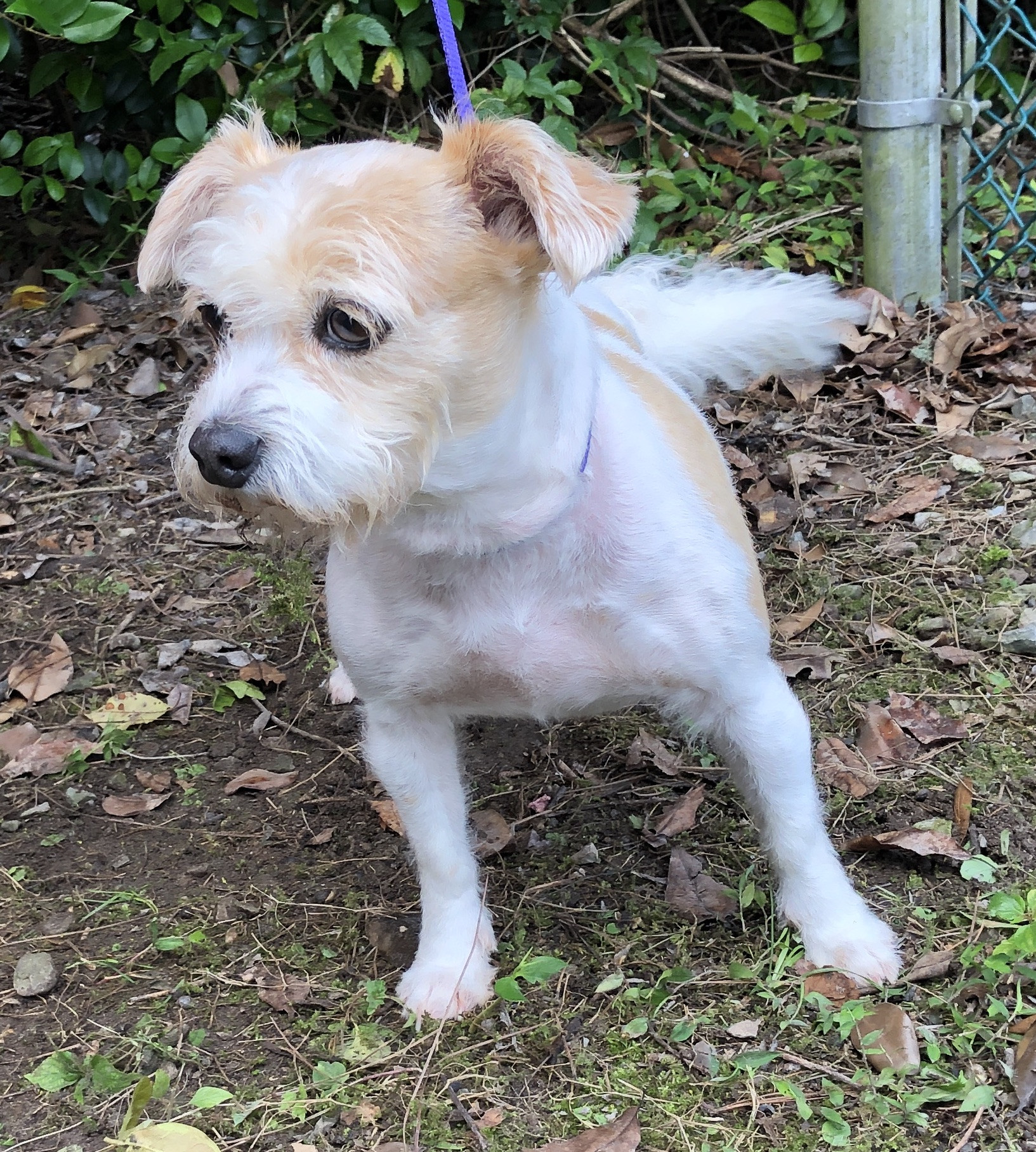 Penny, a charming pet available for adoption at Mobile SPCA, ready to find a loving home.