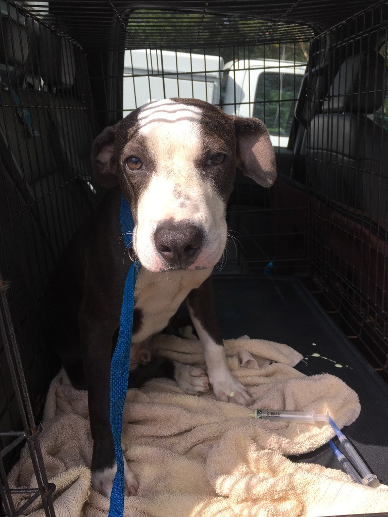 Zeel, a pitbull terrier mix at City of Mobile Animal Shelter, waiting for adoption and highlighting the shelter's mission.