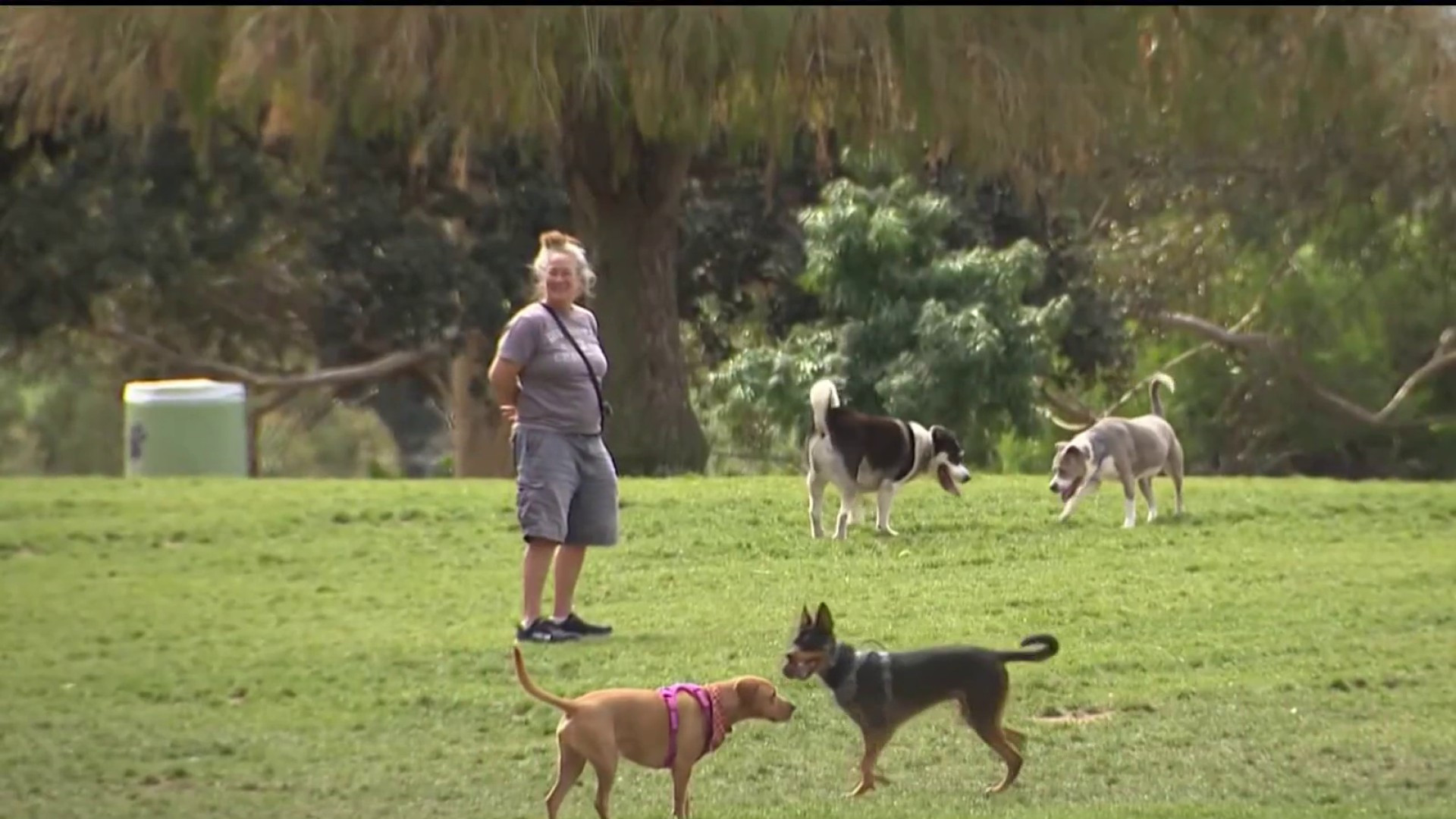 New California bill would make housing more accessible for renters with pets