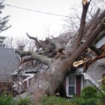 property damage due to tree falling during hurricane